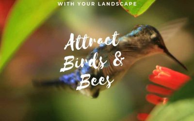 How To Attract Birds And Bees With Your Landscape