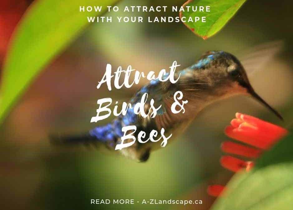 How To Attract Birds And Bees With Your Landscape