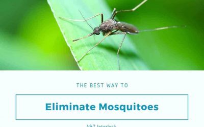 Get Rid Of Mosquitoes In Your Yard